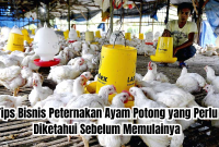 bisnis peternakan ayam potong