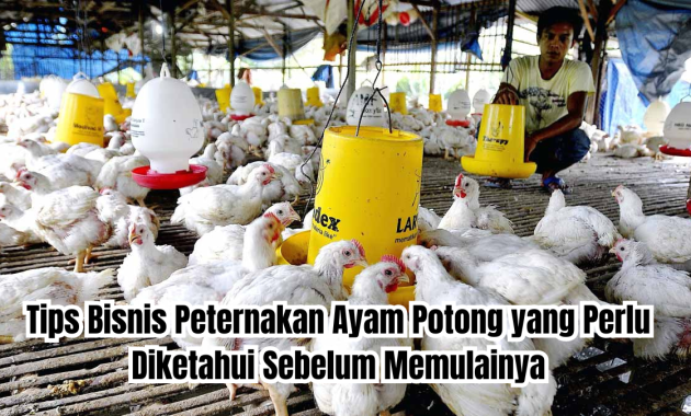 bisnis peternakan ayam potong