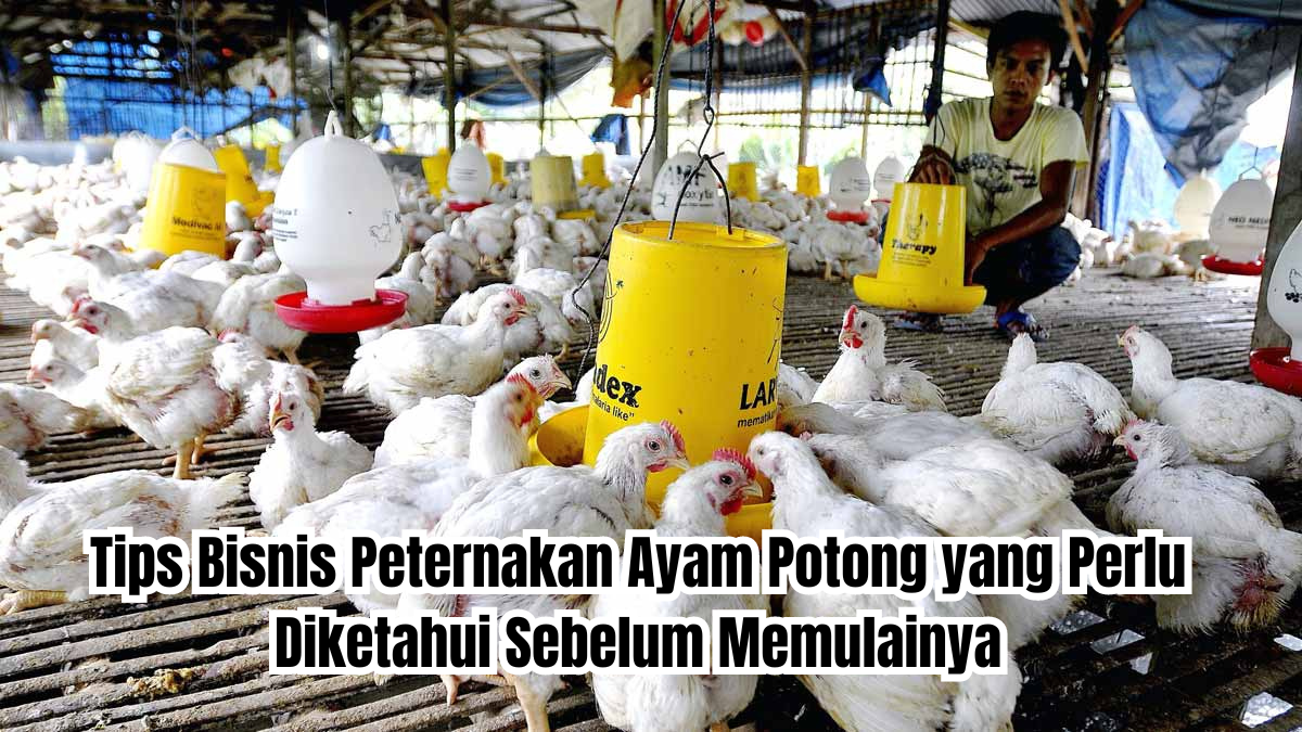 bisnis peternakan ayam potong