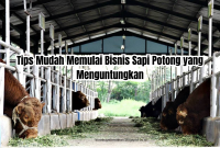 bisnis sapi potong