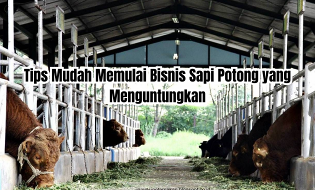 bisnis sapi potong