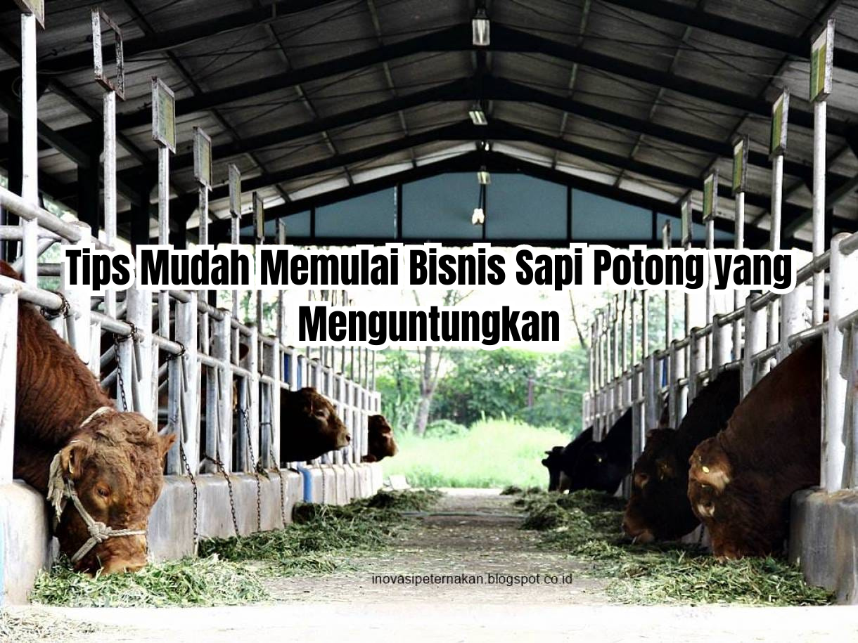 bisnis sapi potong