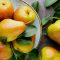 Artikel ini membahas mengenai beberapa manfaat buah pir yang sangat baik untuk kesehatan manusia, apa saja ??