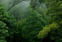 Artikel kali ini membahas mengenai beberapa alasan hutan penting bagi kehidupan di bumi yang perlu kita semua pahami.