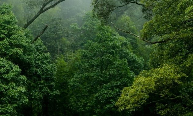Artikel kali ini membahas mengenai beberapa alasan hutan penting bagi kehidupan di bumi yang perlu kita semua pahami.