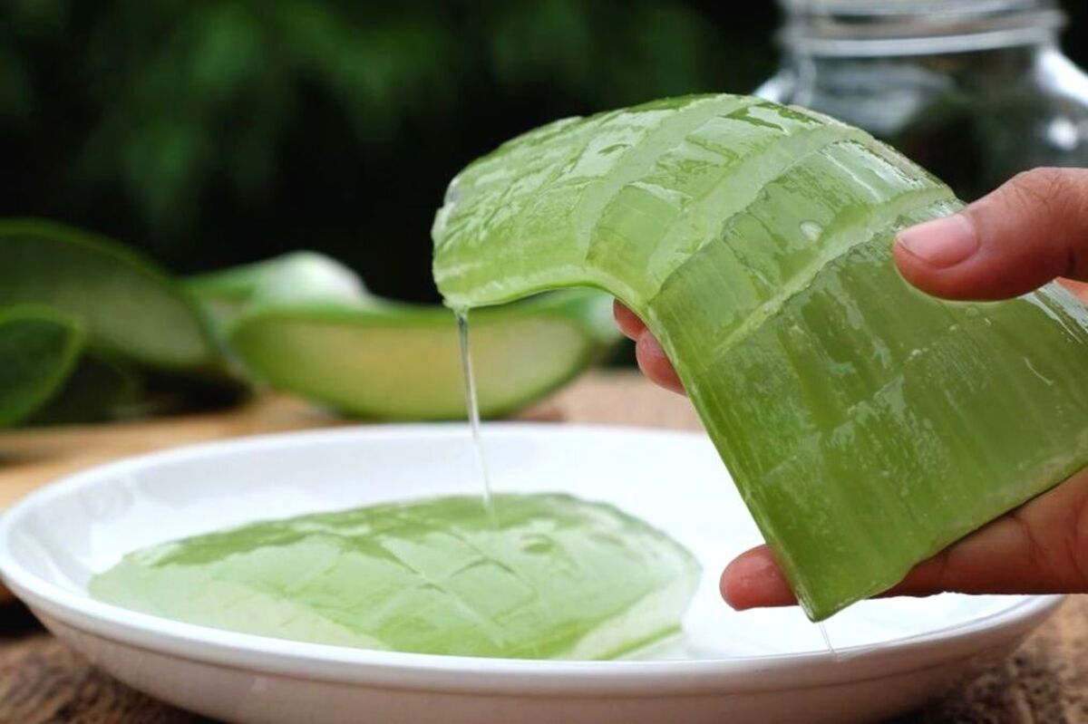 Artikel kali ini memberikan beberapa tips dan cara alami menghilangkan bekas luka yang bisa kalian lakukan sendiri dirumah.