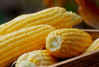 Artikel kali ini membahas secara detail mengenai manfaat jagung untuk kesehatan yang penting untuk kita perhatikan.