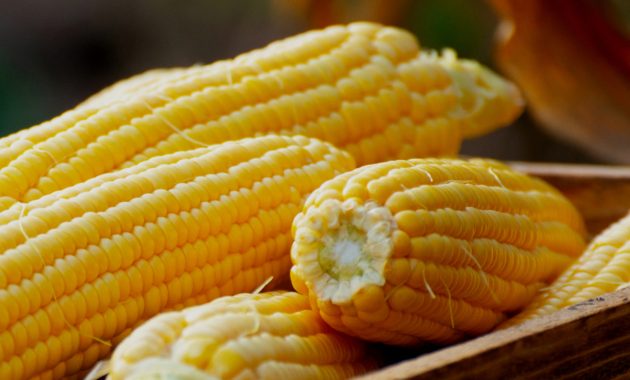 Artikel kali ini membahas secara detail mengenai manfaat jagung untuk kesehatan yang penting untuk kita perhatikan.