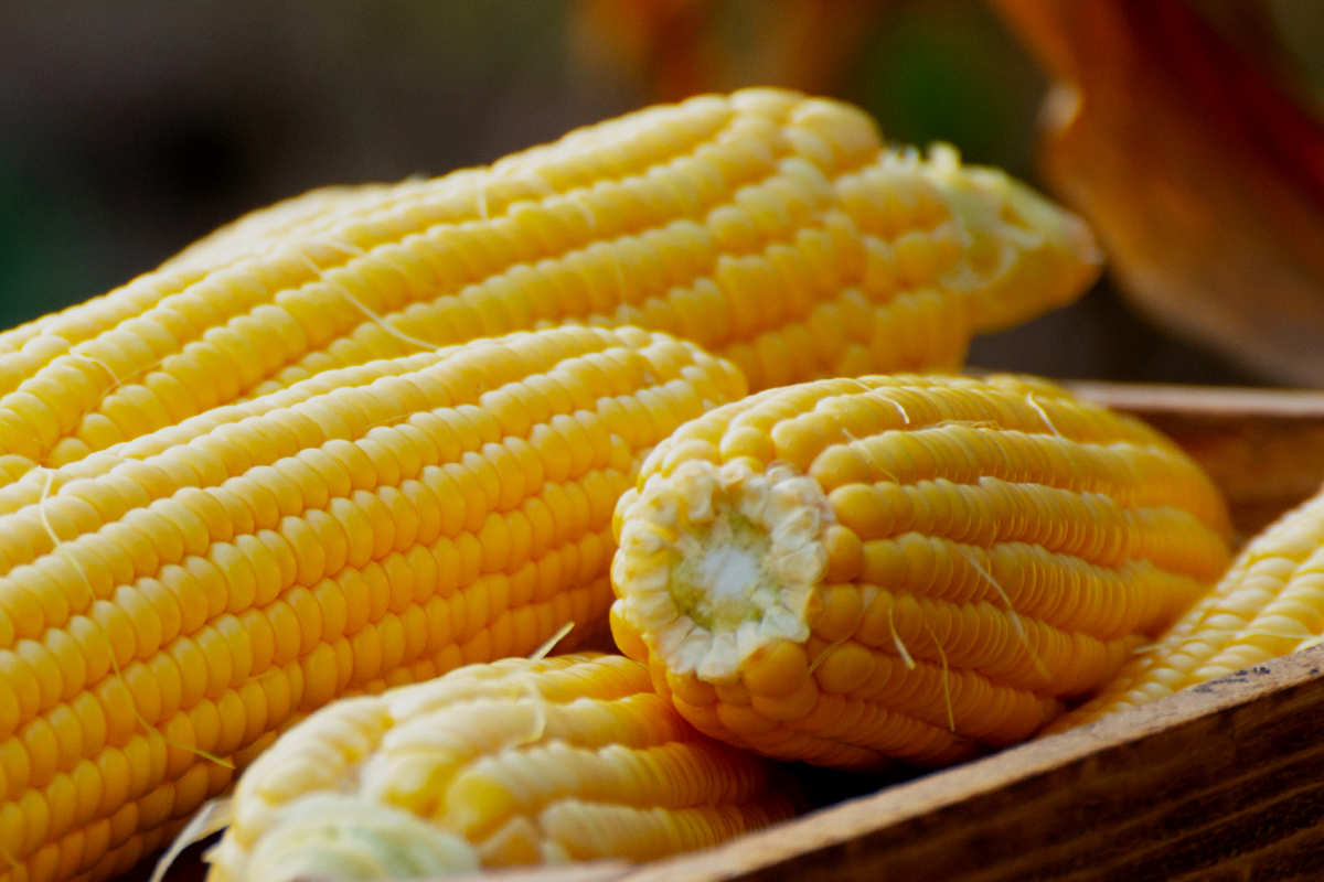 Artikel kali ini membahas secara detail mengenai manfaat jagung untuk kesehatan yang penting untuk kita perhatikan.