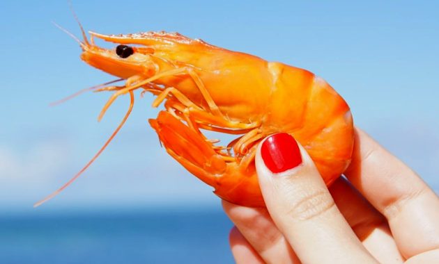 Artikel kali ini membahas mengenai beberapa manfaat udang yang kaya akan nutrisi dan baik untuk kesehatan tubuh.