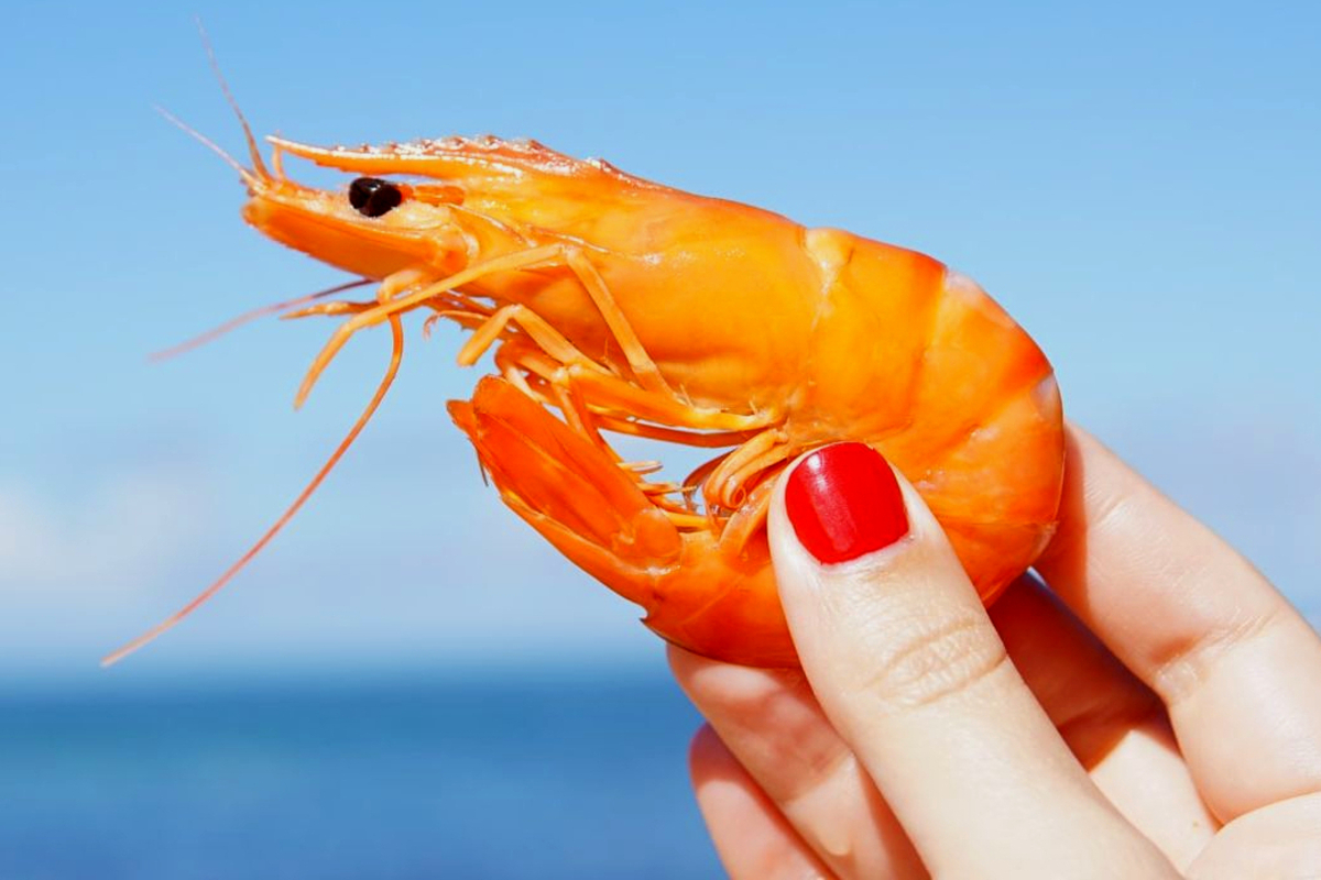 Artikel kali ini membahas mengenai beberapa manfaat udang yang kaya akan nutrisi dan baik untuk kesehatan tubuh.