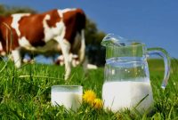 Artikel kali ini membahas tentang beberapa cara untuk mengatasi alergi susu sapi pada anak yang harus orang tua pahami.