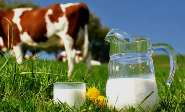 Artikel kali ini membahas tentang beberapa cara untuk mengatasi alergi susu sapi pada anak yang harus orang tua pahami.