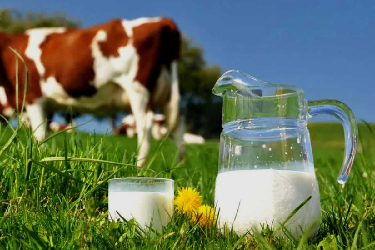 Artikel kali ini membahas tentang beberapa cara untuk mengatasi alergi susu sapi pada anak yang harus orang tua pahami.