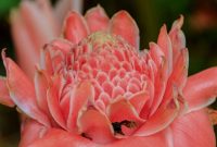 Artikel ini membahas tentang beberapa manfaat bunga kecombrang atau bunga jahe obor yang baik untuk kesehatan.