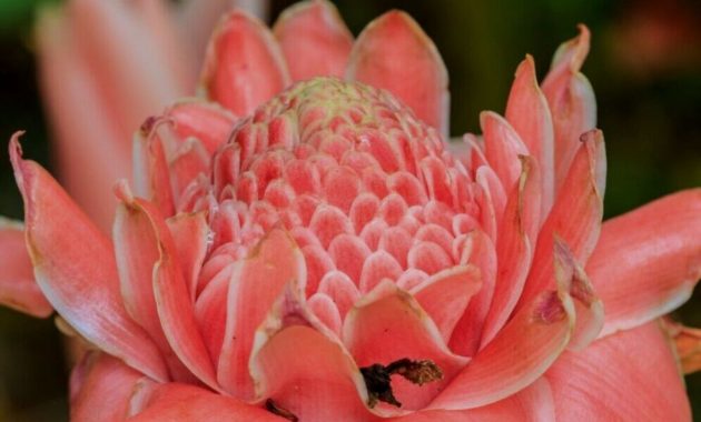 Artikel ini membahas tentang beberapa manfaat bunga kecombrang atau bunga jahe obor yang baik untuk kesehatan.