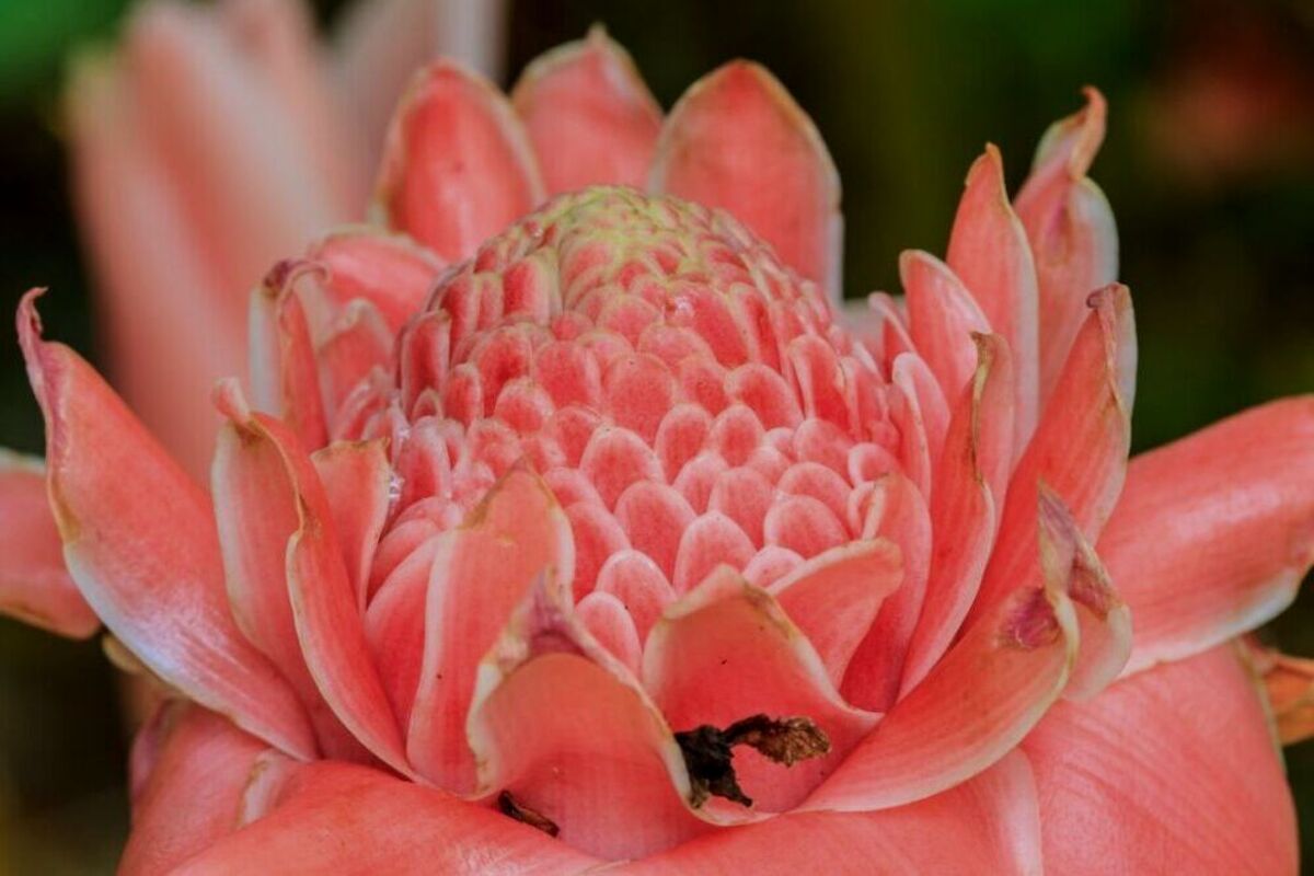 Artikel ini membahas tentang beberapa manfaat bunga kecombrang atau bunga jahe obor yang baik untuk kesehatan.