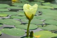 Artikel kali ini membahas mengenai deretan bunga cantik yang hidup dan tumbuh di air yang bisa Anda pelajari.