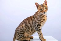 Artikel kali ini membahas mengenai berbagai jenis kucing di dunia yang lucu-lucu dan bisa Anda ketahui serta pelajari.