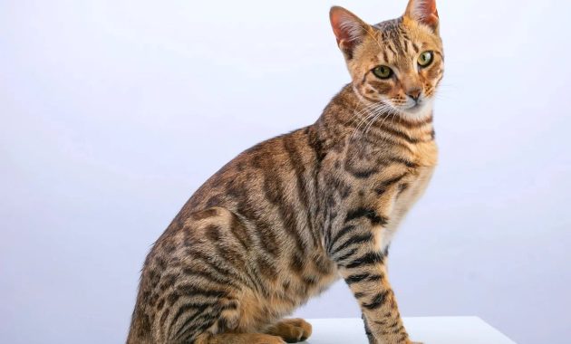 Artikel kali ini membahas mengenai berbagai jenis kucing di dunia yang lucu-lucu dan bisa Anda ketahui serta pelajari.