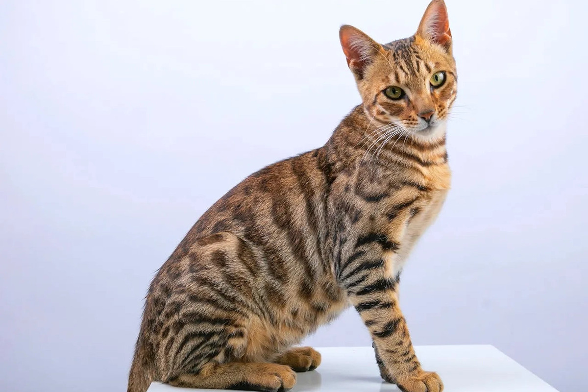 Artikel kali ini membahas mengenai berbagai jenis kucing di dunia yang lucu-lucu dan bisa Anda ketahui serta pelajari.